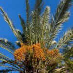 palm tree berry