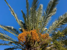 palm tree berry