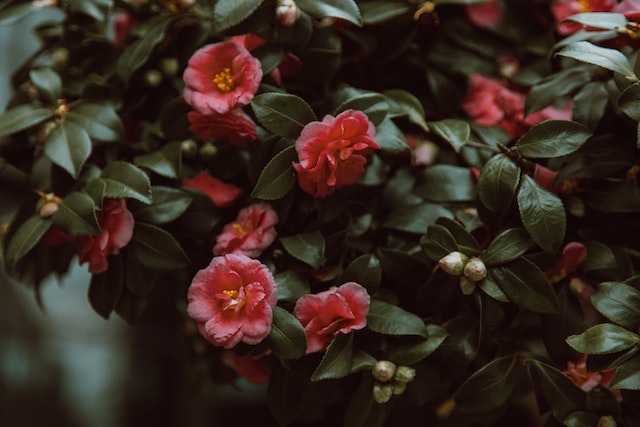 Ebutante Camellia
