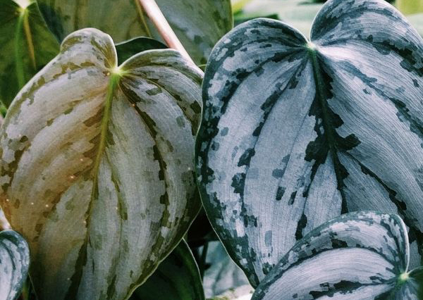 Philodendron Rugosum 'Silver Velvet' 
