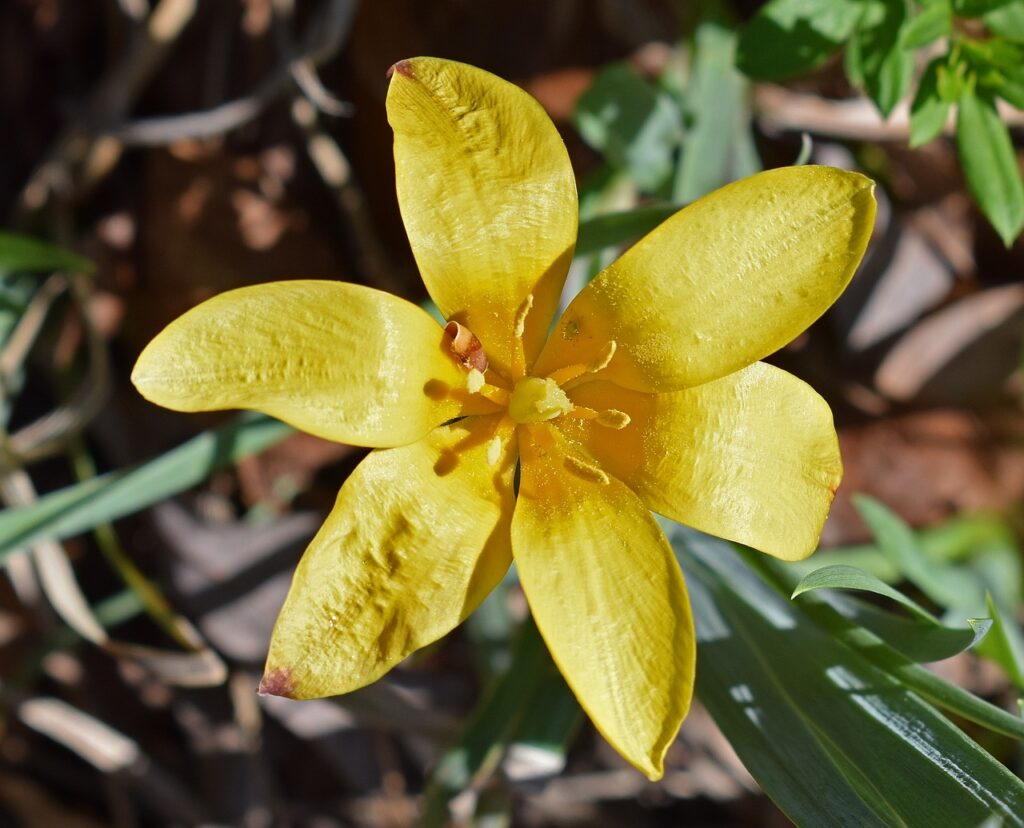 Yellow Tulip Altaica